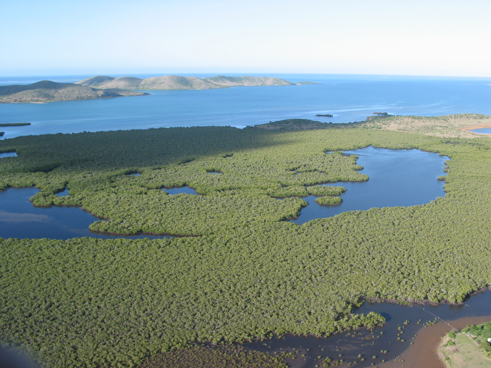 mangrove-nouvelle-calédonie-BD