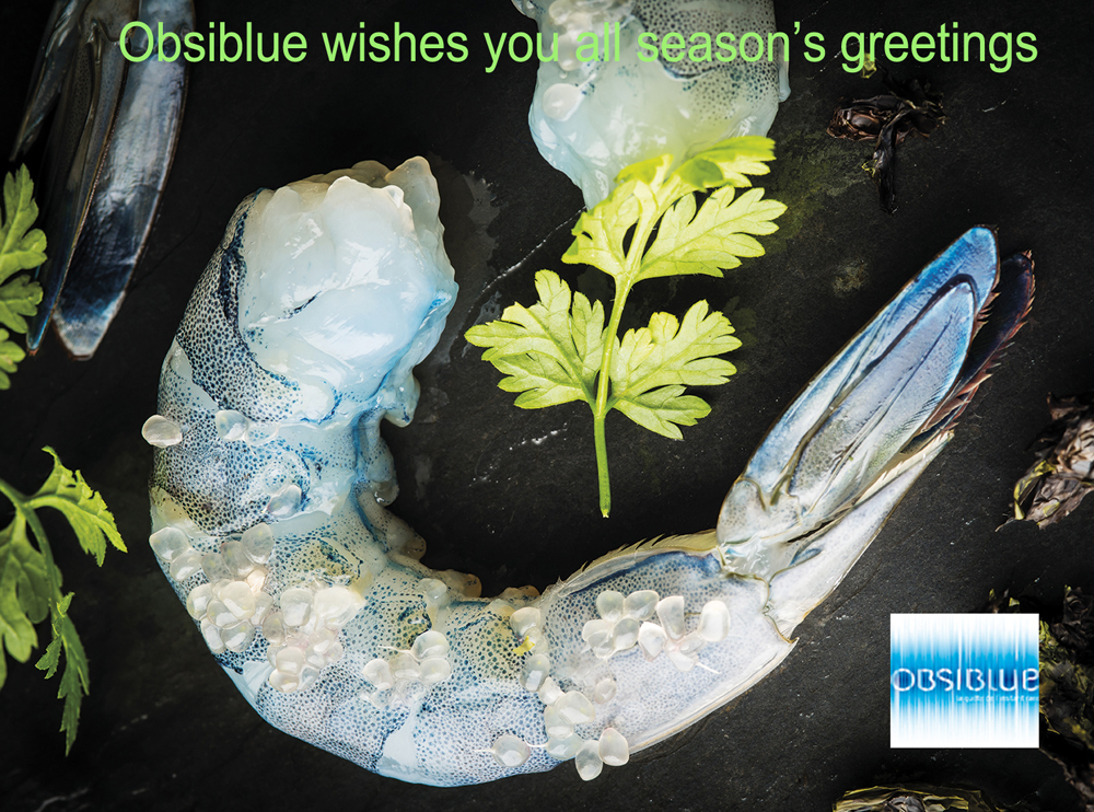 obsiblue-noel2014-eng copie